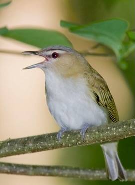Red-eyed Vireo in Carroll Co., Maryland (5/15/2010). © Frode Jacobsen, some rights reserved (CC BY-NC). Maryland Biodiversity Project